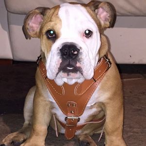 English bulldog pure breed with papers 5 1/2 months old puppy