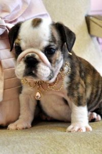 Tiny English Bulldog Puppies