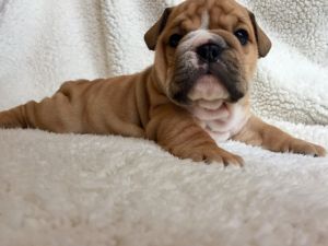 AKC English Bulldog