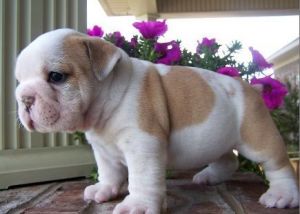 Brave Champion English Bullies