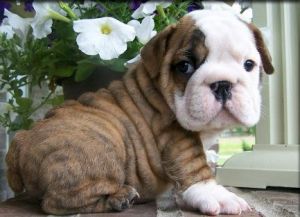 Family Tame English Bulldog