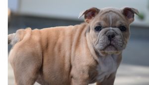 Gorgeous! Old English Bulldog Puppies!!