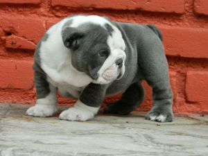 English Bulldog