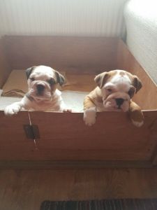 English Bulldogs ready for sale
