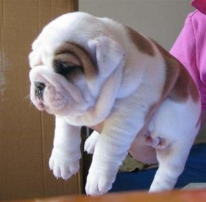 Akc registered English Bulldog puppies