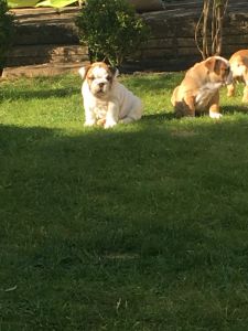 2 STUNNING FEMALE AND A MALE ENGLISH BULLDOG PUPPIES FOR SALE