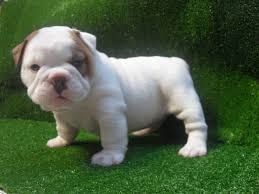 Akc registered English Bulldog puppies