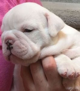 English bulldog puppies