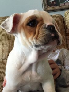 English Bulldog Pups