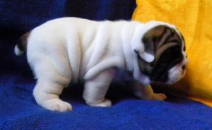 English Bulldog Puppies for adoption
