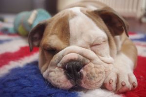 Home Raised English Bulldog Puppies