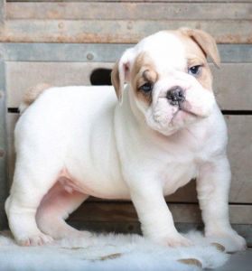 Pedigree English Bulldog Puppy For Sale