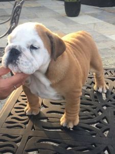 3 Beautiful Kc Boys Available English Bulldog
