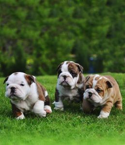 Gorgeous English Bulldog puppies available