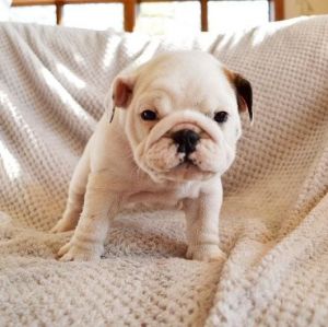 Akc registered English Bulldog puppies