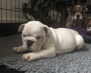 2 Stunning English bulldog pups
