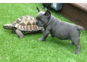 ADORABLE ENGLISH BULLDOG PUPPIES