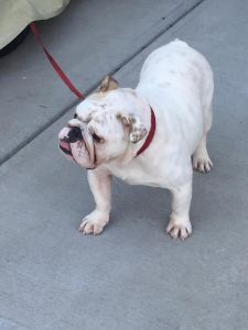english bull dog