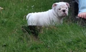 British Bulldog Puppies Kc Registered