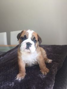 Beautiful Kc Reg British Bulldog Puppies For Sale