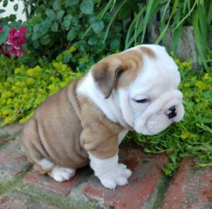 Cute English Bulldog Puppies