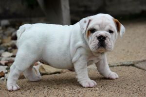akc english bulldog puppy champion lines