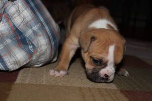 good english bull dog available