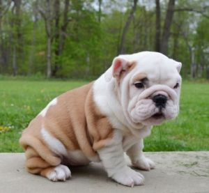 English Bulldog puppies