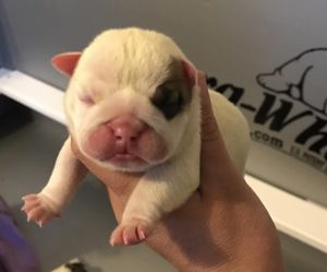 English Bulldog Puppies