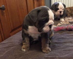 Loving english bulldogs 2 males 3 females ready