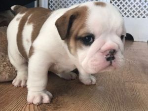 Showlines Florence....ricatori Catwalk Queen