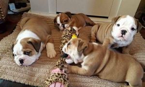 French Bulldog Akc puppies