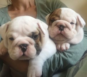 *stunning Litter English Bulldog* Only 2 Girls Available