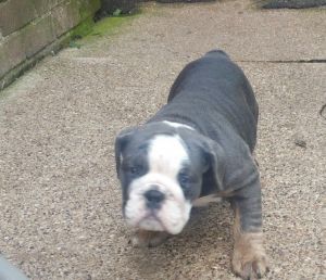 King Kong's Pups Ready Now