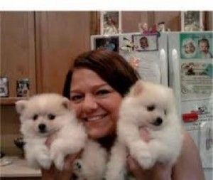 Adorable Pedigree Pomeranian Puppies