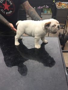 Bulldog Puppies
