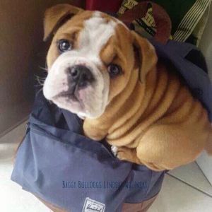 sweet and lovely English bulldog
