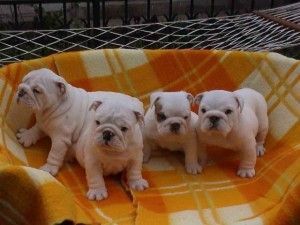 Buy Quality English Bulldog Puppies***
