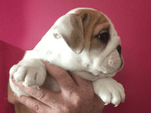 British Bulldog Puppies Sired By Kingrock AKc Reg