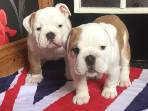 Proven Hulk Smash Black Tri English Bulldog