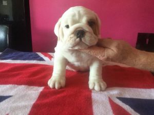 Stunning Show Quality AKc Reg Pups 1 Male Available