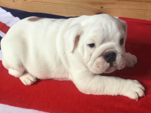 AKc Reg British Bulldog Puppies For Sale