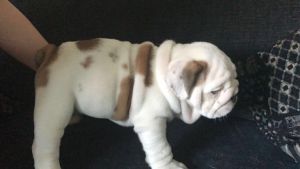 English Bulldog Breed Information they are for sale now