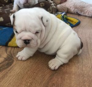 King Kong's Pups Ready Noww. AKc Reg