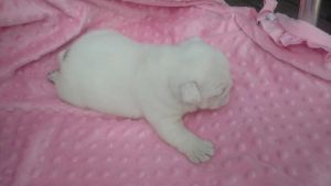 AKC Female English Bulldog