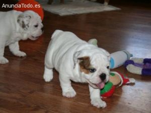 English bulldog male and female puppies