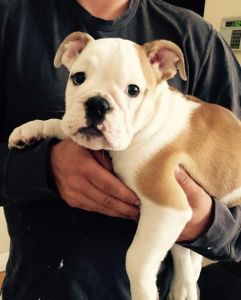 Stunning Kc Reg Bulldog Puppies