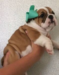 Male and Female English Bulldog Champion Bloodline ***