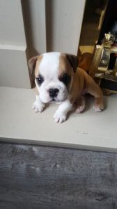 English Bulldog Boy