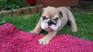 Female English Bulldog